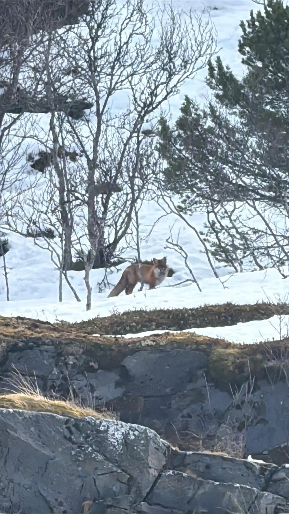 Brown animal in snowy landscape with sparse trees
