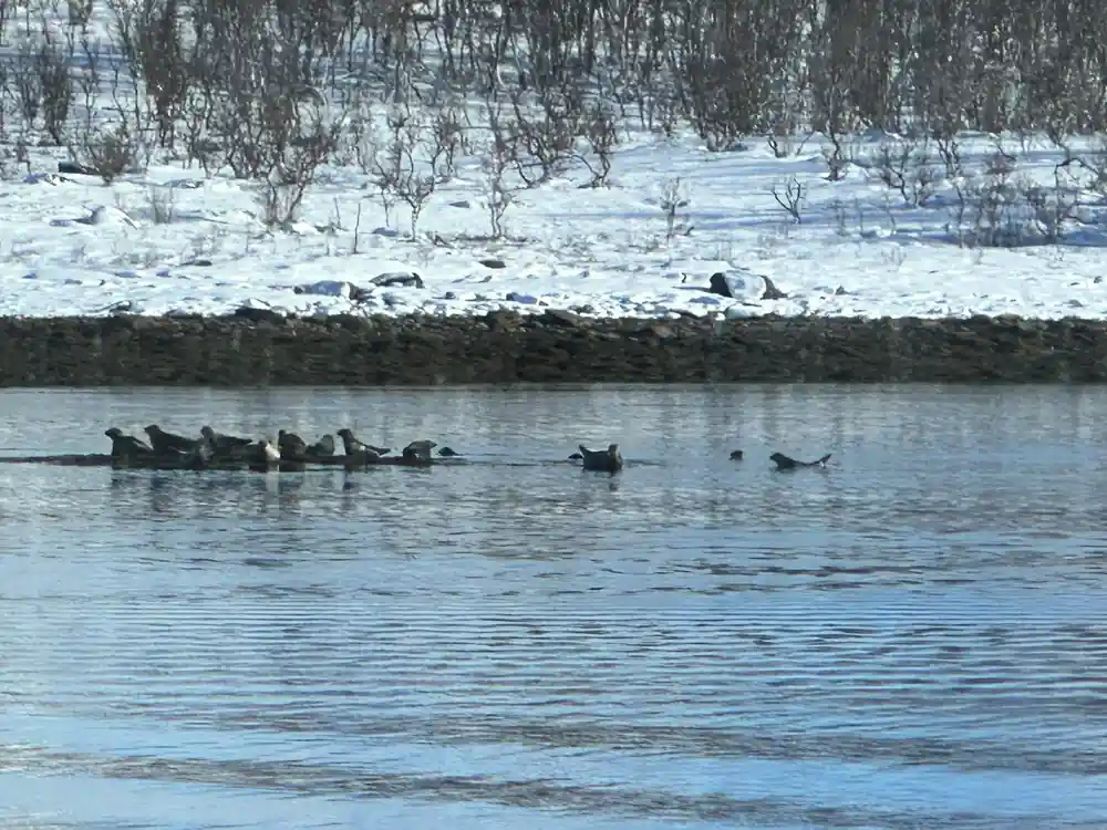 Ducks and geese on partially frozen river