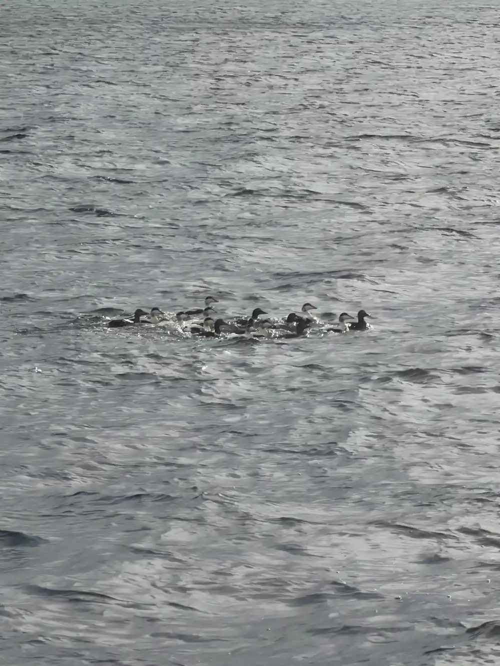 Group of seals swimming together in gray water