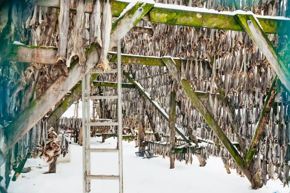 Overhead view of dried fish hanging on wooden racks